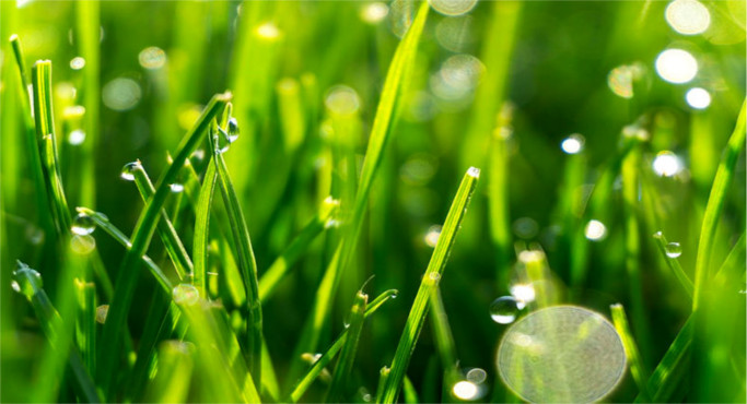 Proposta iniziativa da Don Simone per la cura della biodiversità durante l’ora di religione