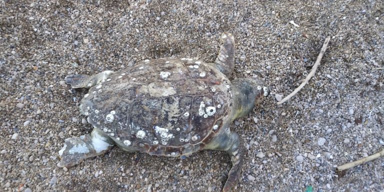 SPERLONGA – TARTARUGA CARETTA CARETTA RITROVATA, AIUTERÀ LA RICERCA PER LA DIFESA DELLA SPECIE