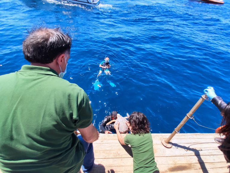Gaeta: in fondo al mar, le tartarughe Greta e Alive finalmente libere
