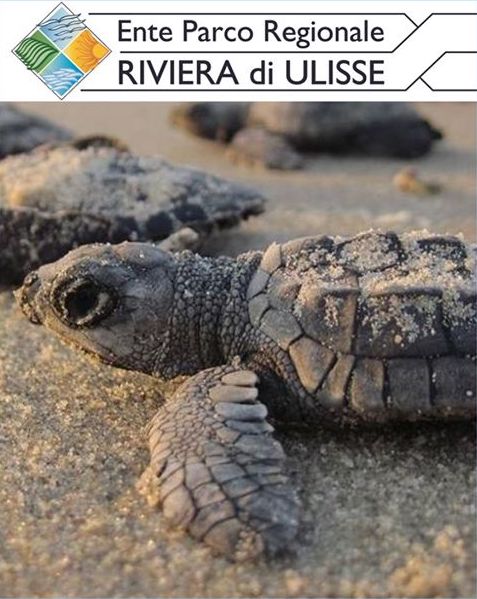 “I piccoli di tartaruga hanno bisogno di te”, l’appello del Parco