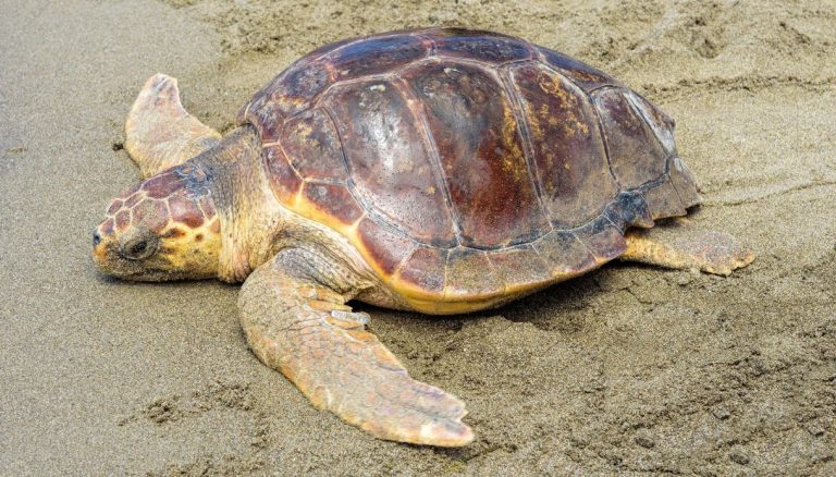Litorale di Fondi – Deposizione di uova della tartaruga marina Caretta caretta.