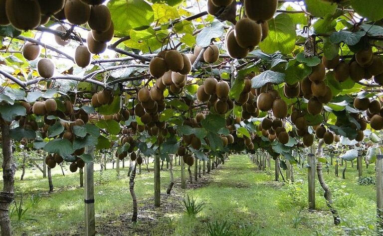 MORIA DI KIWI: APPROVATO EMENDAMENTO CHE STANZIA 4 MILIONI IN DUE ANNI PER LE AZIENDE