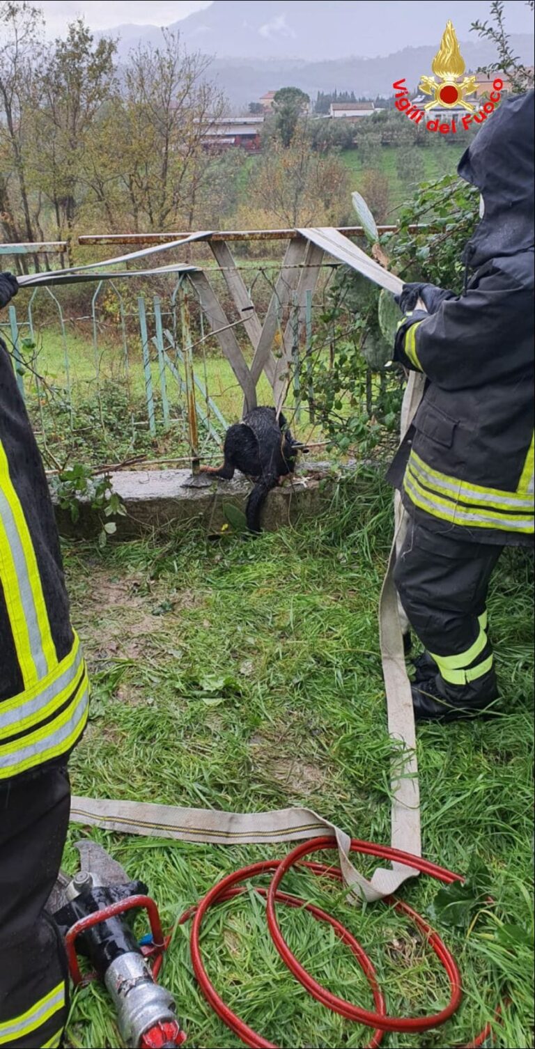 SANTI COSMA E DAMIANO: SALVATAGGIO CANE DEBILITATO, BLOCCATO DA ALCUNI GIORNI