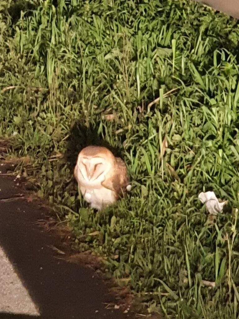 POLIZIA STRADALE SALVA UN BARBAGIANNI CHE POI SPICCA IL VOLO SULL’ARGINE FIUME LINEA