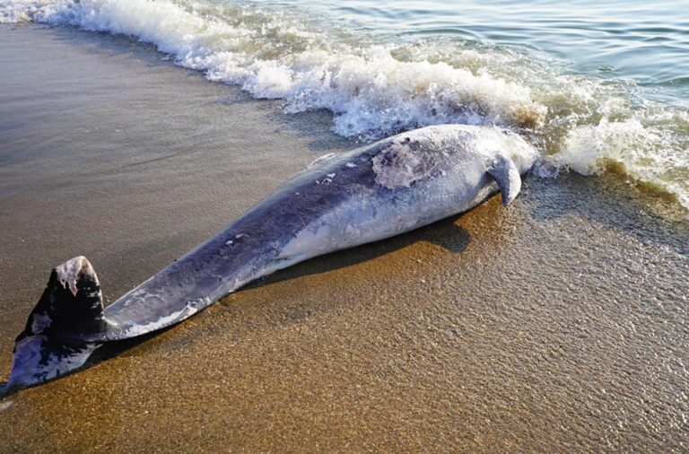 LEGAMBIENTE+CINQUE: INQUINAMENTO E DISASTRO AMBIENTALE PER DEPURATORE GUASTO DI CAPACCIO