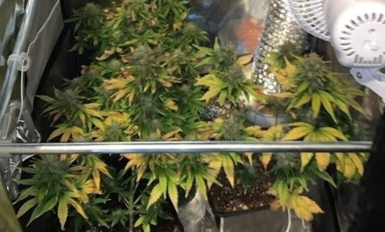 POLIZIA: SERRA CON 48 PIANTE DI MARIJUANA IN CASA, TRENTASETTENNE TRADOTTO IN CARCERE