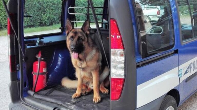 Gaeta: Polizia presente nella movida cittadina, rinvenuta hashish celata nelle aiuole pubbliche