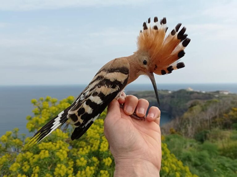 VENTOTENE – RITORNANO I VIAGGIATORI ALATI
