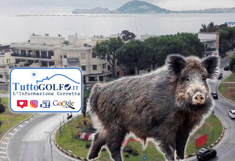 I CINGHIALI CHIEDONO CITTADINANZA E RESIDENZA AL COMUNE DI FORMIA