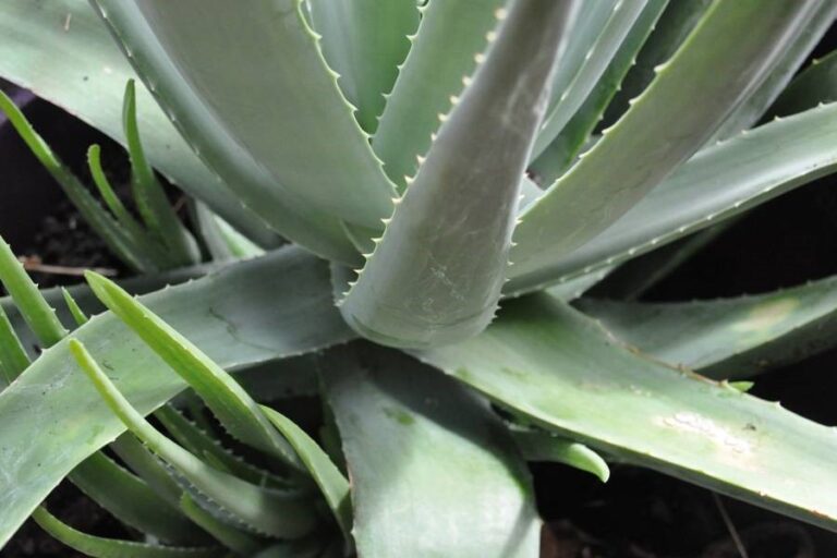 Aloe, l’Unione Europea la bandisce, cancerogena e genotossica, anche possibile cancro al colon