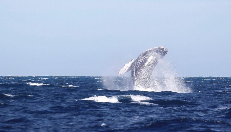 Da Ponza a Sorrento, ora a Bacoli, la balena grigia non lascia per ora le nostre acque