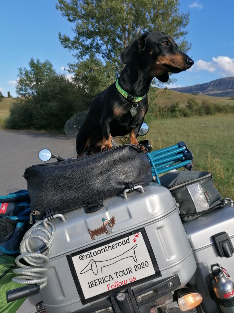 Formia, #Zitaontheroad: “Il mio cane viaggia con me!”