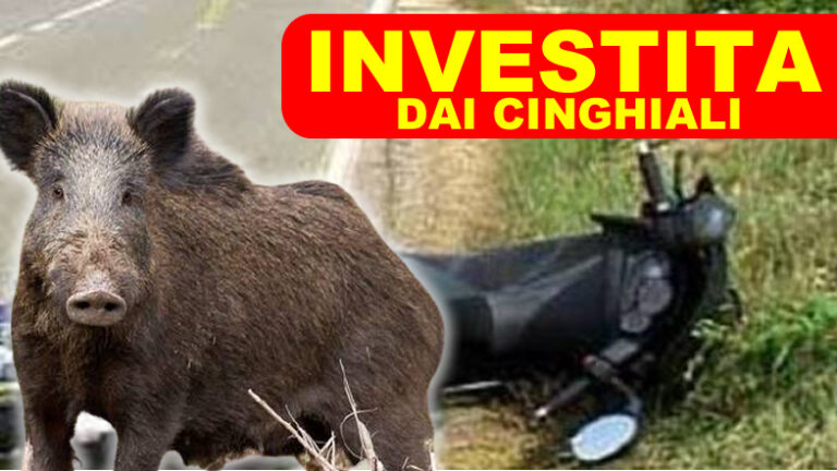 Castelforte: investita dai cinghiali mentre guida lo scooter. Gianpiero Forte scrive al Prefetto