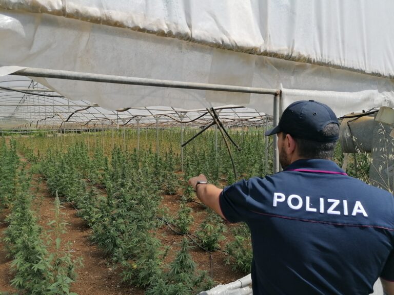 Polizia: agenti individuano serre di oltre mq. 2.000 con 1800 piante marijuana collegate con il Locride