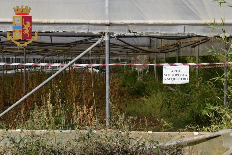 Polizia: ordine della Procura della Repubblica di distruzione di una piantagione di marijuana