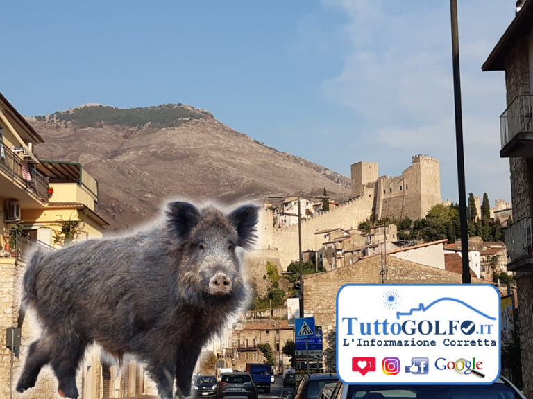 Itri – Cinghiale avvistato in zona Giovenco/Campiglioni