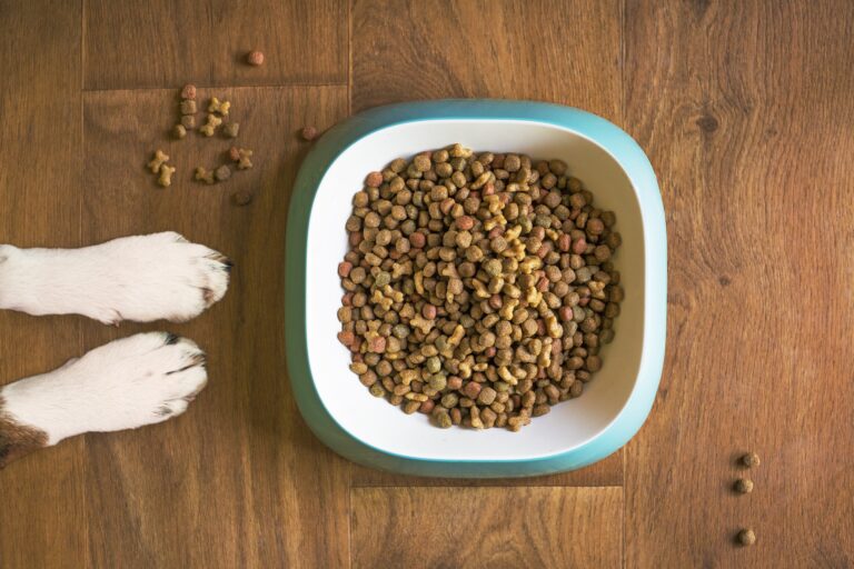 L’importanza di una corretta alimentazione per un cane