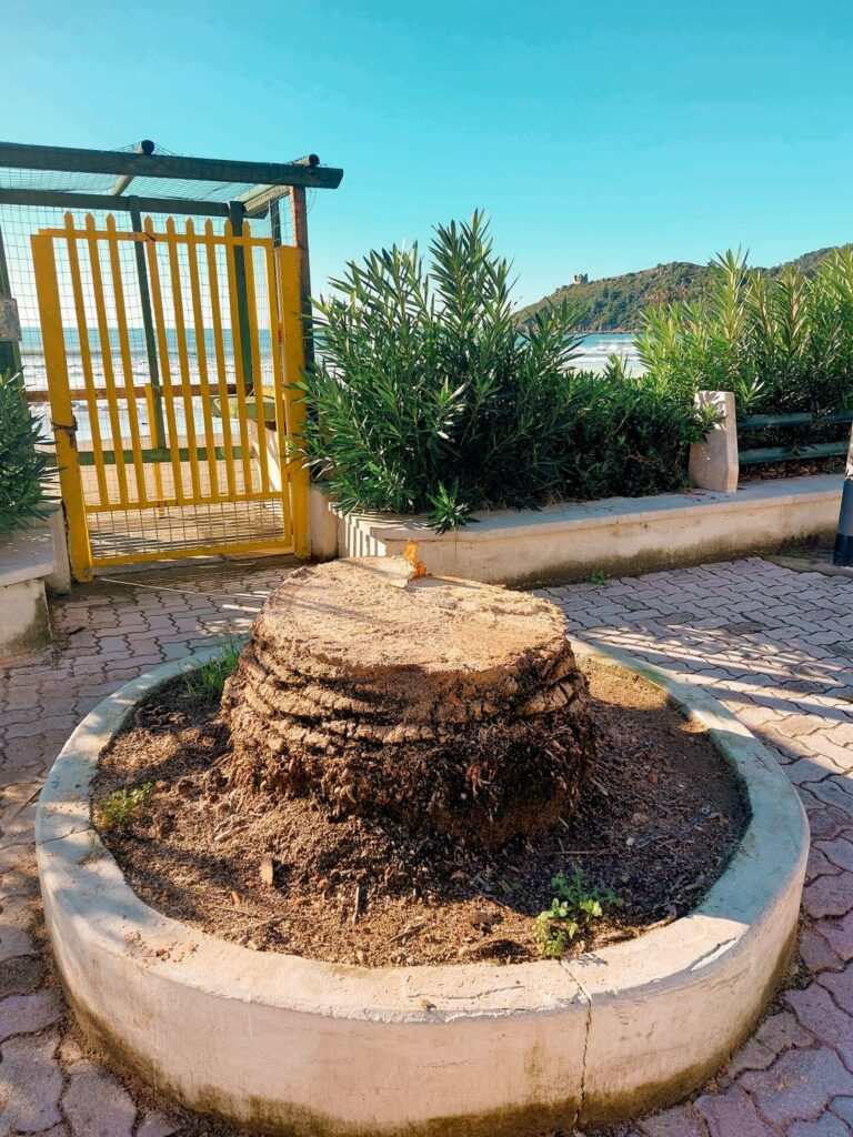 Minturno: iniziati i lavori di alberatura sul Lungomare Nazario Sauro e sulla Via Appia