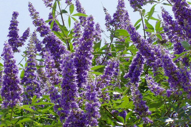 Fondi, Bando Ossigeno: un progetto da 147mila euro