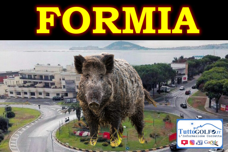 Formia, Cinghiali: predisposto il piano di interventi