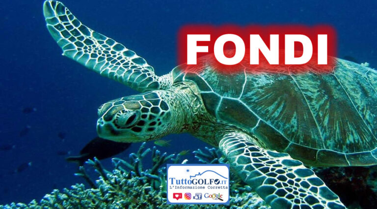 Nido di Tartaruga Caretta Caretta a Fondi 