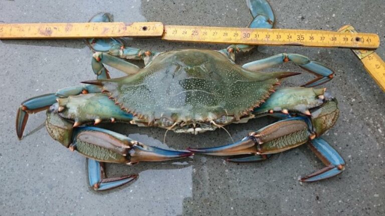 Formia: Il Granchio Blu avvistato nelle acque antistanti il Villaggio Don Bosco
