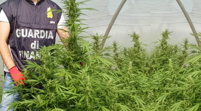 piantagione mondragone marijuana