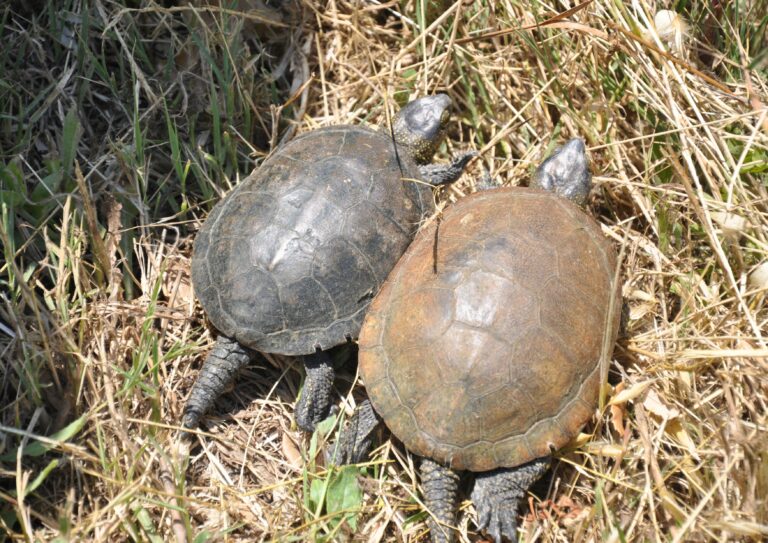 L’importanza dell’attività di studio e ricerca scientifica svolta dal Parco Naturale Regionale dei Monti Ausoni e Lago di Fondi