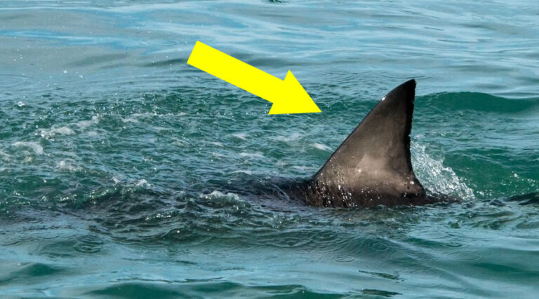 Avvistati in una regione italiana quattro squali in pochi giorni vicino la riva. A Ponza pescati squali capopiatto