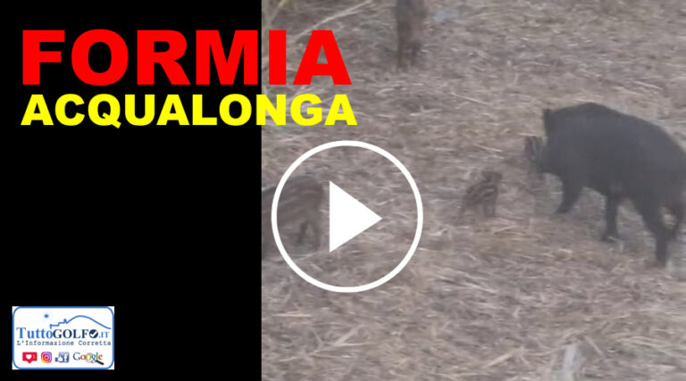 Formia, una famiglia di Cinghiali ad Acqualonga. Nuova segnalazione