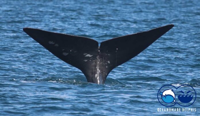 capodoglio salvatore