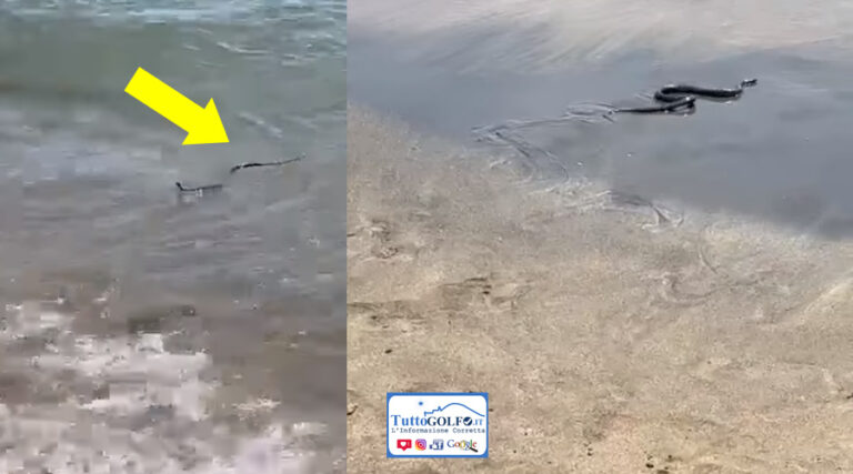 Scauri, serpente in mare. Terrore tra i bagnanti