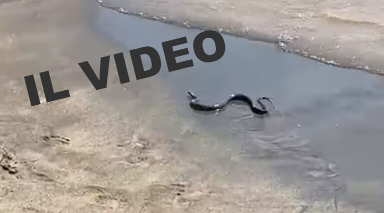 Spunta il VIDEO del Serpente in mare catturato a Scauri