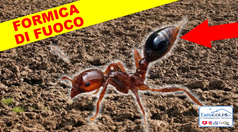 In Italia la formica di fuoco, una nuova specie aliena. Le sue punture sono molto dolorose. La scoperta