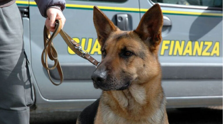 Droga nel Sud Pontino: hashish, marijuana, eroina e cocaina sequestrata a ragazzi il più delle volte minorenni