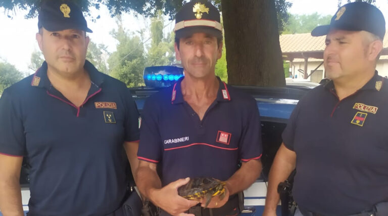 Tartaruga di terra salvata dagli uomini della Polstrada