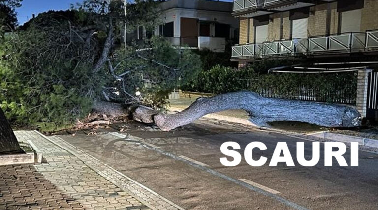 Il maltempo e il problema dei pini e della loro messa a dimora. A Scauri sfiorata la tragedia. Riflessioni