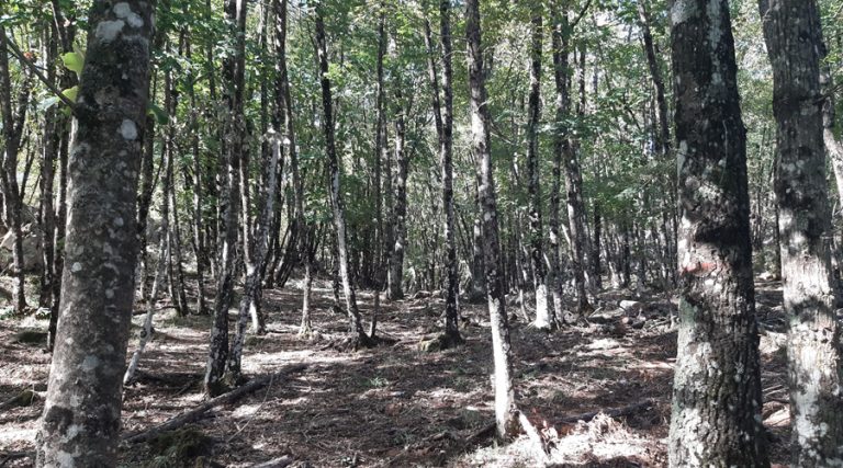 Piano di Assestamento e Gestione Forestale del Comune di Spigno Saturnia verso l’approvazione definitiva