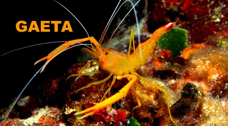 Gamberi Meccanici a Gaeta nella Grotta del Maresciallo