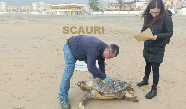 Scauri: tartaruga Caretta caretta spiaggiata sul litorale