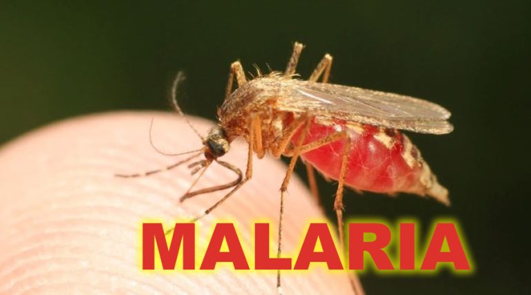 In Italia la zanzara portatrice di malaria. Riappare dopo 50 anni