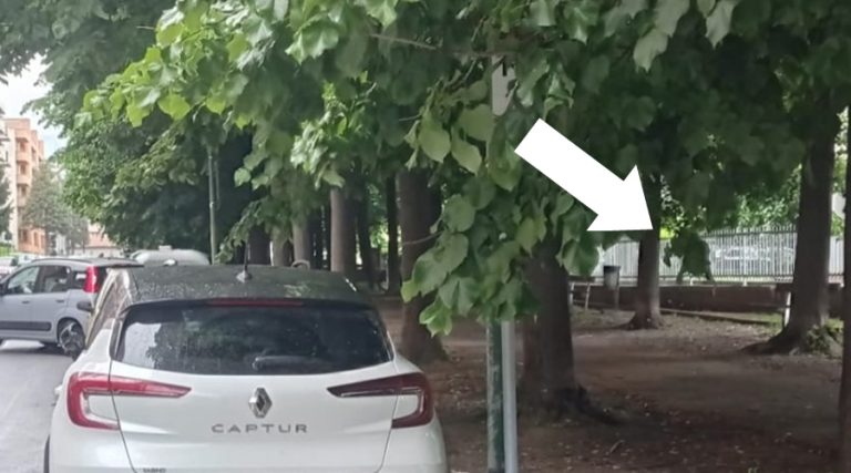 Itri: tenta di nascondersi dietro una pianta di ulivo. Arrestato per detenzione di arma clandestina