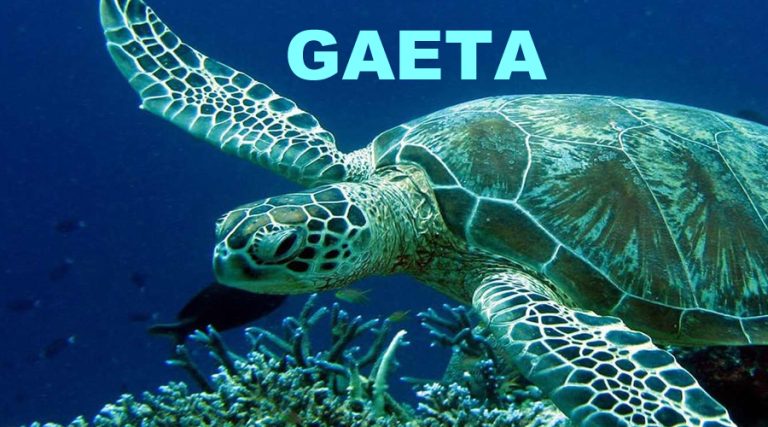 Gaeta – Progetto “Life Turtlenest”, iniziative per la tutela delle tartarughe