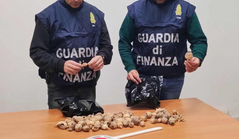 GUARDIA DI FINANZA LATINA: SEQUESTRATI CIRCA 100 BULBI DA PAPAVERO DA OPPIO