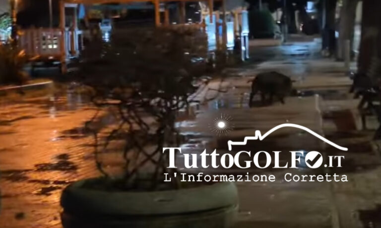 IL VIDEO – Cinghiali a spasso sul lungomare di Scauri, vicino un parco giochi
