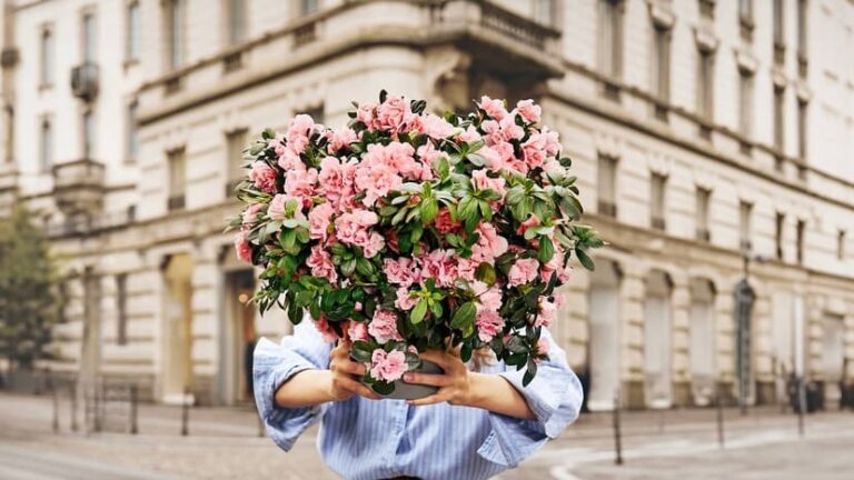 L’AZALEA DELLA RICERCA DI AIRC SBOCCIA A SCAURI COME IN OLTRE 3.500 PIAZZE PER LA SALUTE DELLE DONNE