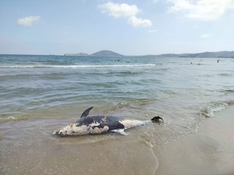 FOTO – Sulle coste del Golfo di Gaeta: tre tartarughe e un delfino trovati morti in tre mesi