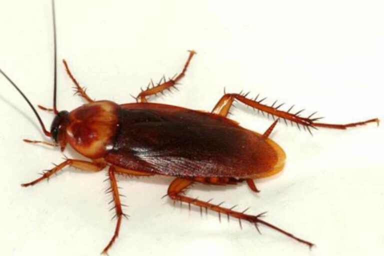 Blatte volanti a Roma: il Comune rassicura, ma intensifica le disinfestazioni