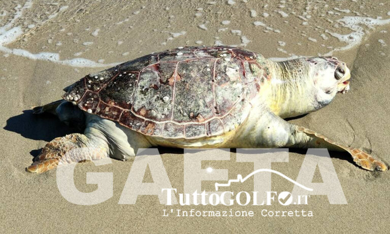 Strage silenziosa nel Golfo di Gaeta: quattro tartarughe e un delfino trovati morti in meno di quattro mesi
