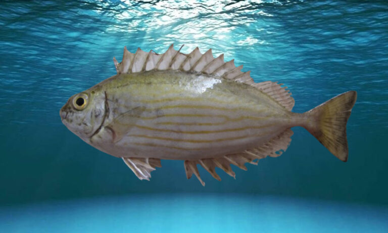 In Italia il Pesce Coniglio scuro o striato, il Pesce Palla Maculato e il Pesce scorpione. “Attenti a quei quattro”